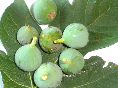 I fichi del nostro giardino