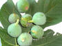 I fichi del nostro giardino