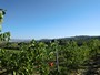 Uno dei tanti filari che saranno aperti per la vendiemma (Az.Agricola La Casa dei Cini)