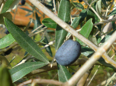 Una delle olive da cui si ricava il rinomato olio di denominazione di origine protetta (D.O.P.) umbro.