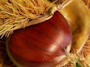 A Pietrafitta è tempo di castagne
