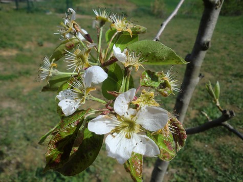  Il nostro pero saluta la primavera 
