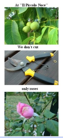  At "Il Piccolo Noce" we don't cut only roses 