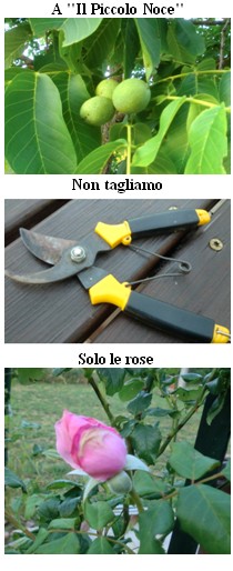  A "Il Piccolo Noce" non tagliamo solo le rose 