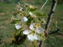 Il nostro pero in fiore