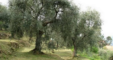  olijfgaarden in Umbrië 