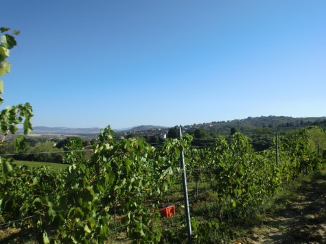  Uno dei tanti filari aperti per la vendemmia-Az.Agricola La Casa dei Cini 