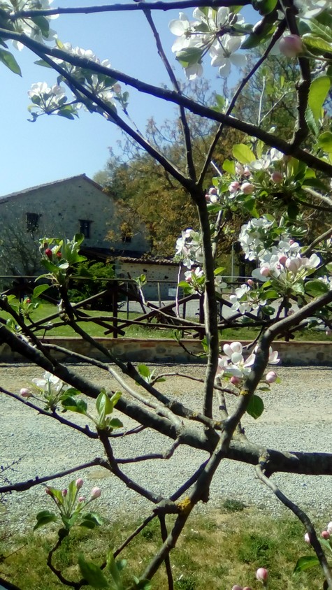  Primavera in fiore 