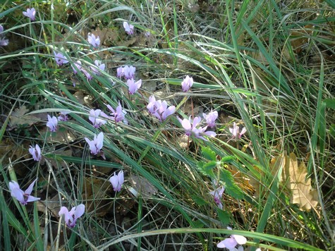  Autumn is the time of wild cyclamen 