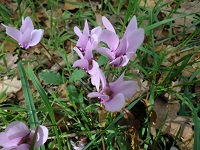 Ciclamini selvatici