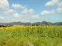 Il girasole, simbolo dell'estate