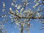 Il nostro prugno in fiore